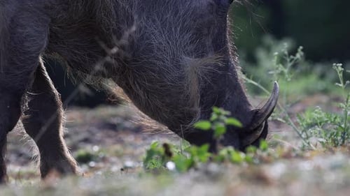 Zoom in on warthog eating grass in Uganda, Africa.