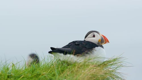 Cute Puffin Resting in Soft Green Grass, Soft Focus Slow Motion STATIC