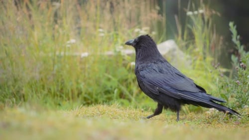 Close up of a black raven walking on the grassy field