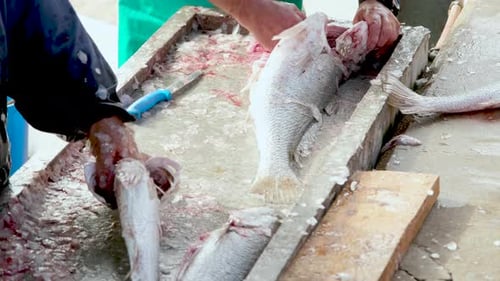 Mulloway fish being gutted and scaled at wet market of harbour