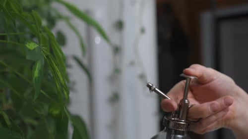 Plant being sprayed with water