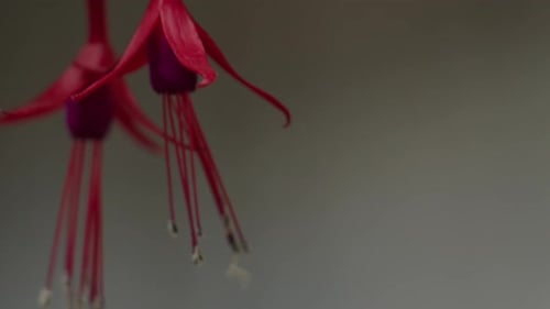 Elegant Red and Purple Flower Close Up