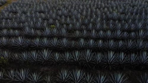 Blue Algave Fields with Tilt Down Drone to Reveal Landscape Views During Sunset in Tequila, Mexico