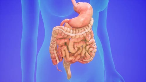 Anatomische Darstellung des menschlichen Verdauungssystems