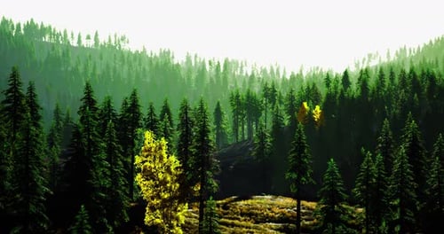 Lush Green Forest Landscape with Vibrant Autumn Tree During Daylight