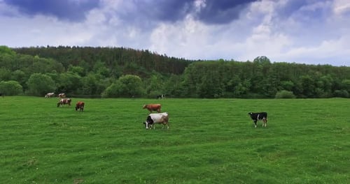 Different cows grazing on the green meadow. Cattle eating grass at backdrop of pine tree forest.