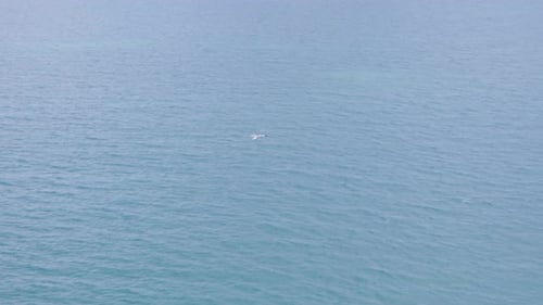 Seagulls gliding above a calm sea,Serra D’Irta Natural Park,Spain.