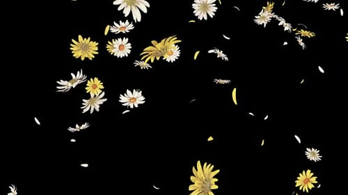 Daisy Flower Falling on Alpha