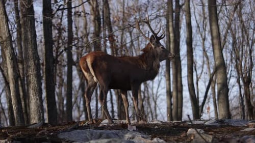 Red Deer Bock sieht dich an, während die Blätter im windigen Wald-Slomo-Epos vorbeifliegen.