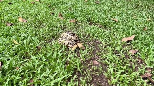Schildkröte. Welttierschutztag.