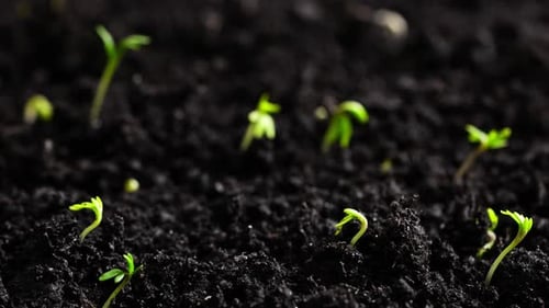 Plant Grow In Timelapse Sprouts Germination From Seeds Farming And Gardening