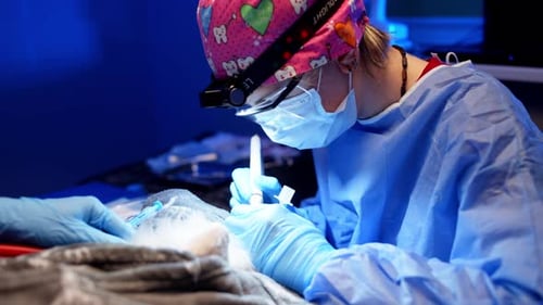 Veterinarian Performing Dental Cleaning on Small Animal