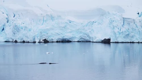 Whale Swimming near Icy Glacier in Cold Ocean