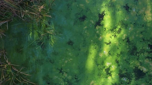 Polluted Lake Surface from Untreated Wastewater Destroys Wildlife, Floating Algae and Debris Create