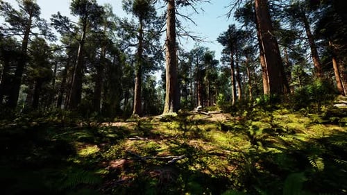 A Dense Forest with Towering Trees