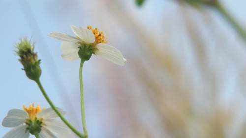 Delicate White Flowers in a Peaceful Close-Up