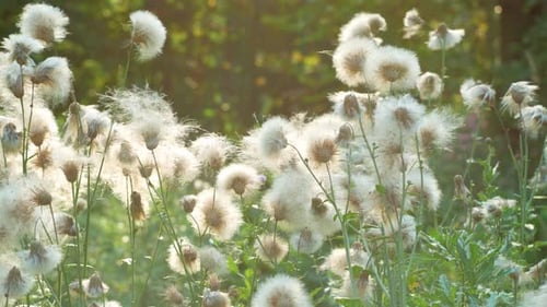 White fluffy wild flowers similar to dandelions Field milk thistle swaying in the wind on sunset 4K