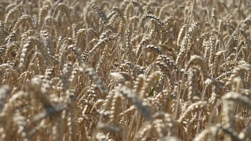Wheat Field with Stems Swaying in the Wind with Ripe Grain
