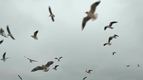Seagulls Flying in Sky Many White Sea Gulls Flying in the Sky in Cloudy Weather