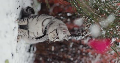 Vídeo vertical de un gato atigrado gris en la nieve