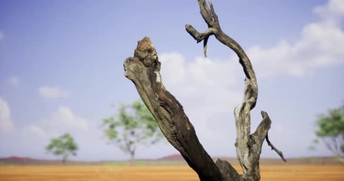 Barren Landscape with Dead Tree Branch in Drought Conditions