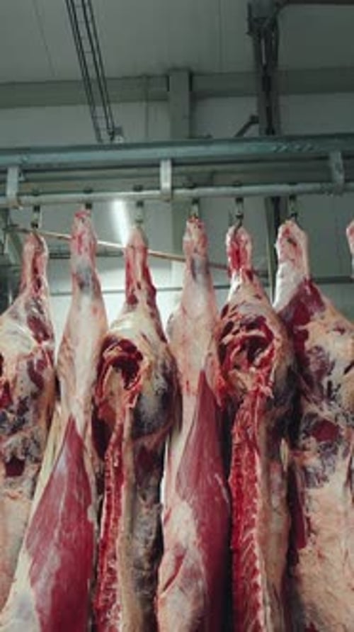 Meat Factory Meat Production Cow Carcasses Hanging in the Freezer Frozen Carcasses of Cattle and