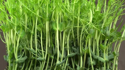 Close-Up of Fresh Pea Shoots Growing Indoors
