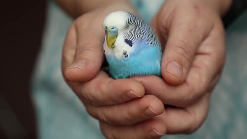 Close Up of Budgie in Caring Hands