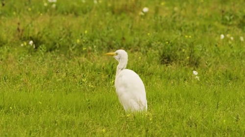 Elegant White Egret Gracefully Walking Through Vibrant Green Grass