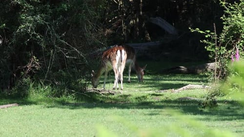 Deer Grazing Quietly in Rural, Natural Environment