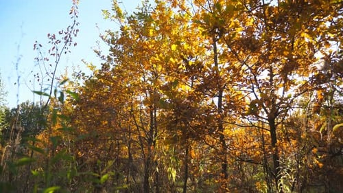 Warm Sunbeams Illuminates Branches of Small Trees in Autumn Garden Bright Sunlight Breaks Through