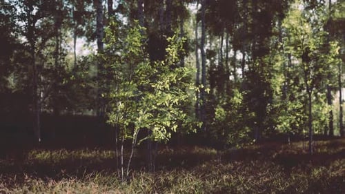 Group of Trees Standing in Grass