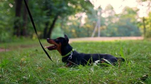 Happy dog rests in the grassy park