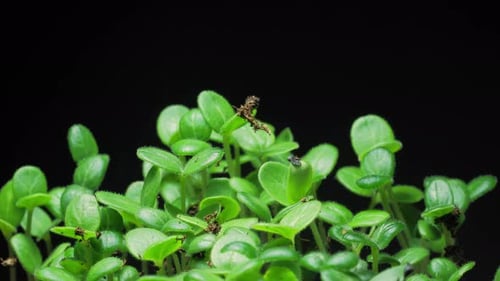 Green Seedlings Growing Against Black Background