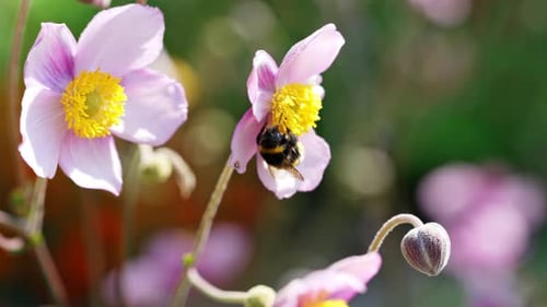 Bumblebee Collecting Nectar From Pink Flowers in a Sunny Garden