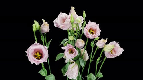 Beautiful White Eustoma Russellianum (Lisianthus) Flower on a Black Background Close Up