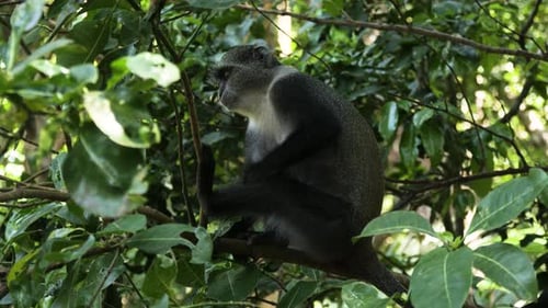 Blue Monkey (Cercopithecus mitis) on a tree branch