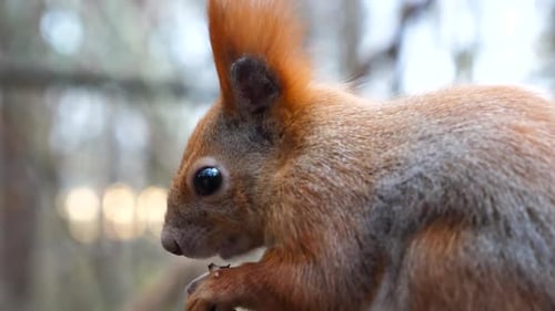 Close Up of Wild Fluffy Squirrel Eating Found Walnuts at Autumn Park Cute Brown Rodent Gnawing Nuts
