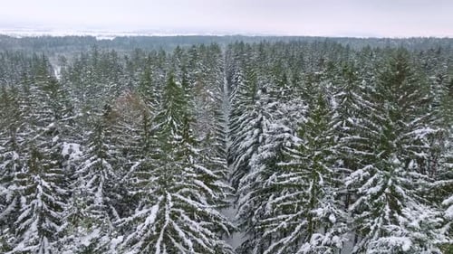 Aerial bird's eye view of snowy forest in winter. A slow flight between the tops of coniferous trees