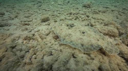 The camera pans towards a peacock flounder resting on the rocky bottom of the Caribbean sea. The fis