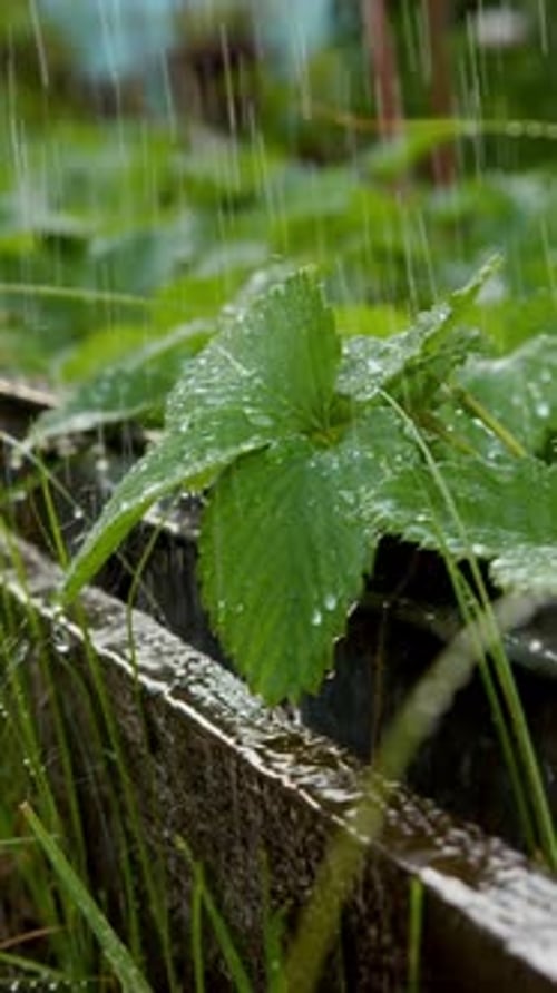 Young Strawberry Plants Grow in Raised Bed While Soft Rain Falls on Green Leaves Water Droplets