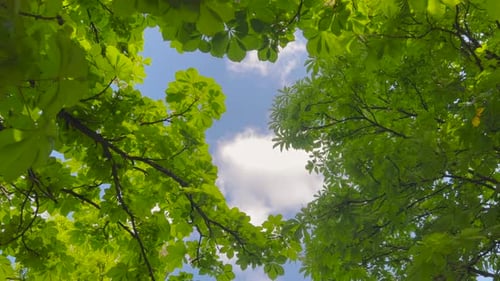 Magnifique ciel d'été vu à travers les branches de châtaigniers d'un vert luxuriant