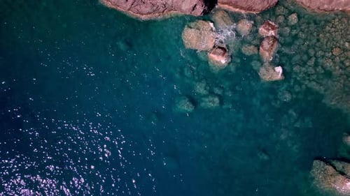 Zumbido marino del sur de Europa