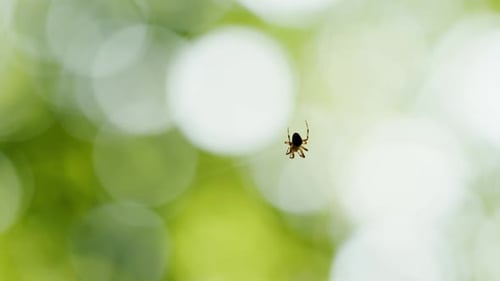 Araignée sur une toile d'araignée dans la forêt avec fond flou vert naturel