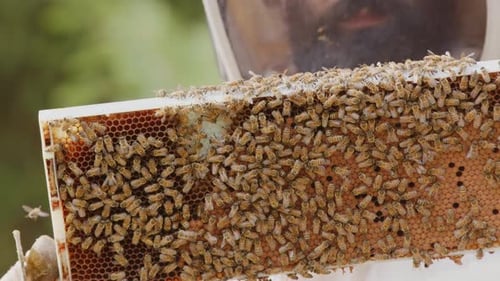 Apiarist beekeeper in protective suit inspects hive frame with bees, rack focus