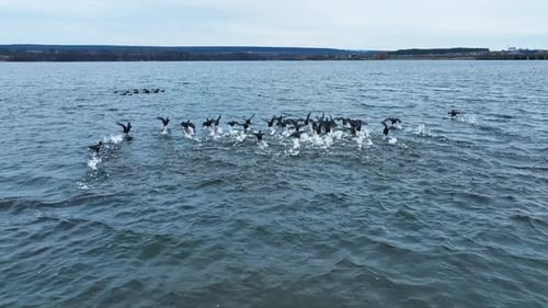 Black ducks fly over the pond close to each other.