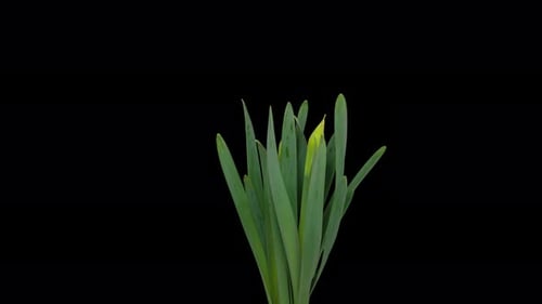 Time Lapse of Daffodil Flowers Blooming on Black Background