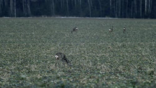 European roe deer flock eating on rape raps field in evening dusk