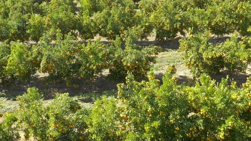 4k video footage of a flourishing citrus farm during spring