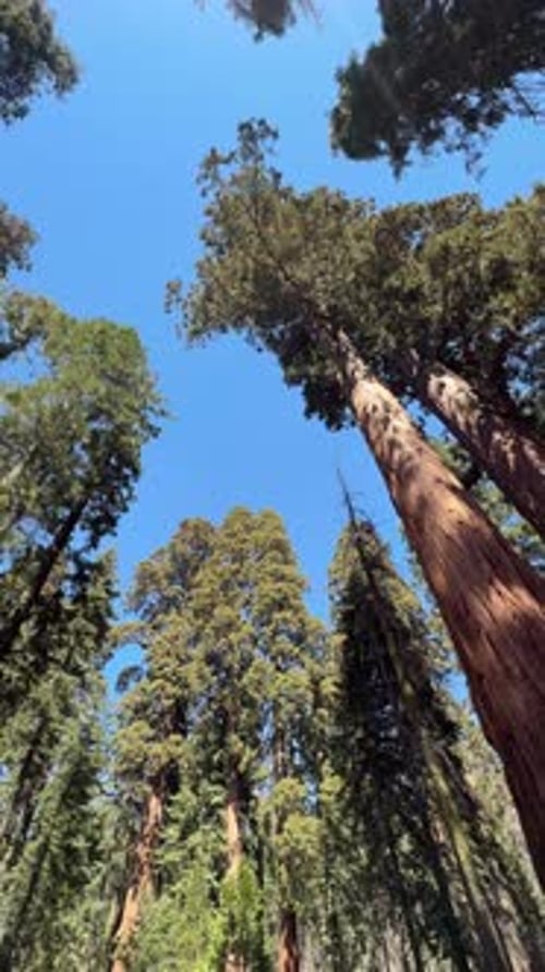 Looking up at giant sequoia trees in california national park